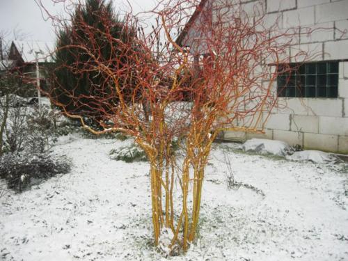 Деревья до 10 метров. Декоративные деревья для небольших участков