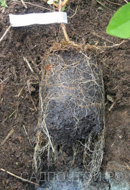 Как правильно садить деревья. Как правильно посадить деревья? 03