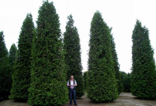 Быстрорастущие деревья для вырубки. Быстрорастущие деревья для дачи