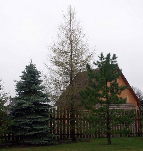 Быстрорастущие деревья для вырубки. Быстрорастущие деревья для дачи