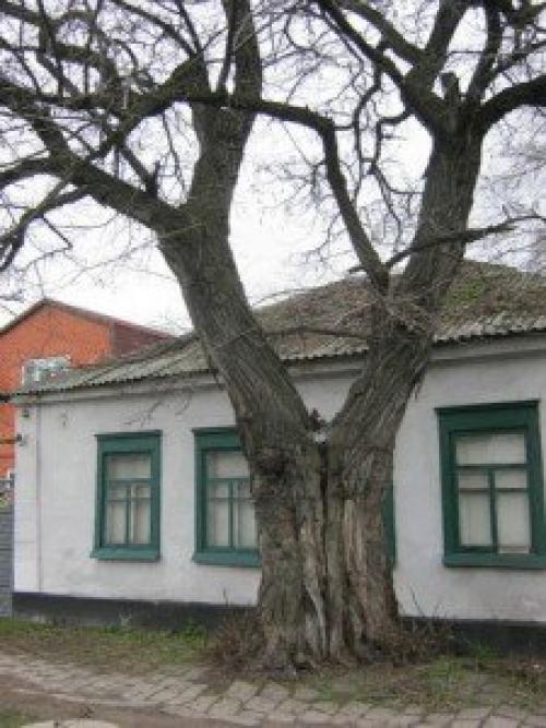 Какие быстрорастущие деревья помогут закрыть соседский дом. Слева забор, справа забор 15 Какие быстрорастущие деревья помогут закрыть соседский дом. Слева забор, справа забор 15