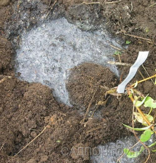 Как правильно садить деревья. Как правильно посадить деревья? 04