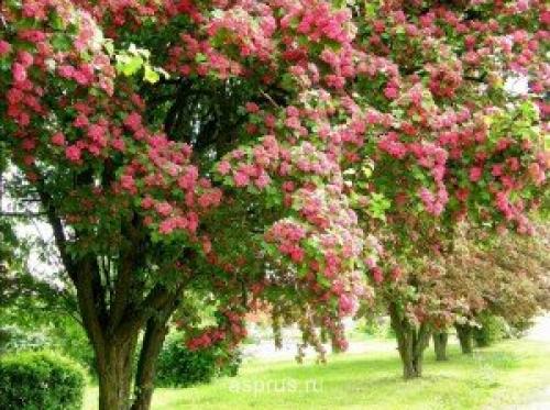 Какие быстрорастущие деревья помогут закрыть соседский дом. Слева забор, справа забор 16 Какие быстрорастущие деревья помогут закрыть соседский дом. Слева забор, справа забор 16