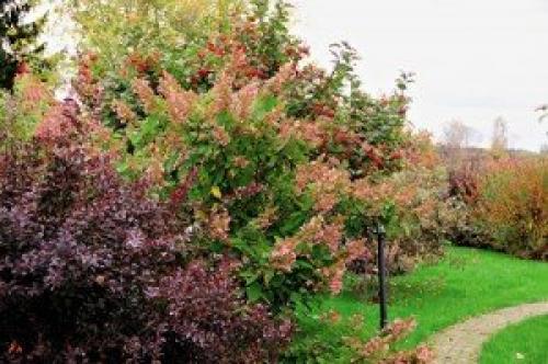 Какие быстрорастущие деревья помогут закрыть соседский дом. Слева забор, справа забор 11 Какие быстрорастущие деревья помогут закрыть соседский дом. Слева забор, справа забор 11