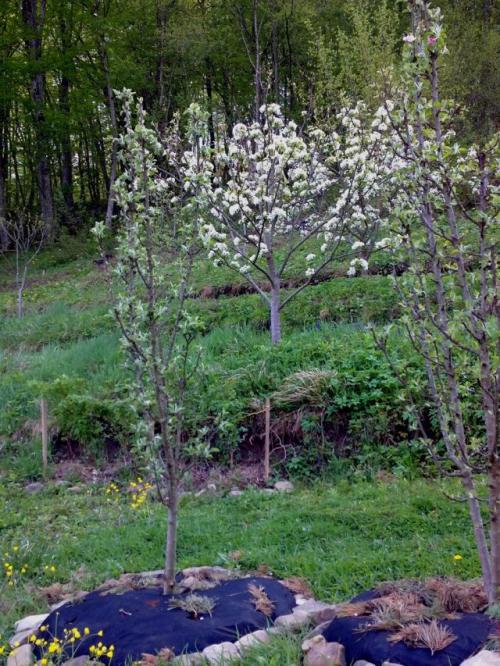 Плодовые деревья для сада. Плодовый сад на новый лад