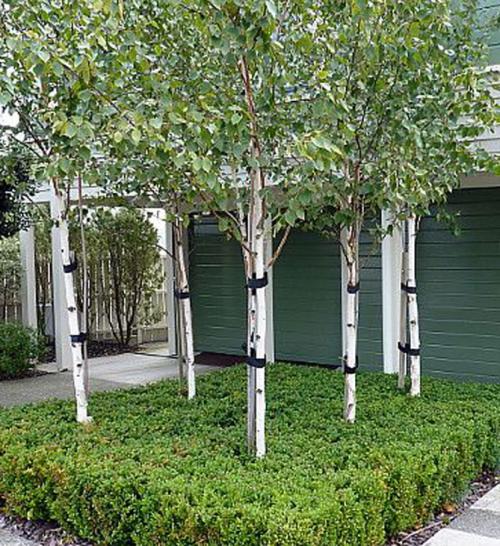 Декоративные лиственные деревья для сада. Декоративные деревья для сада – названия, описания, фото