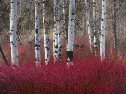 Декоративные лиственные деревья для сада. Декоративные деревья для сада – названия, описания, фото