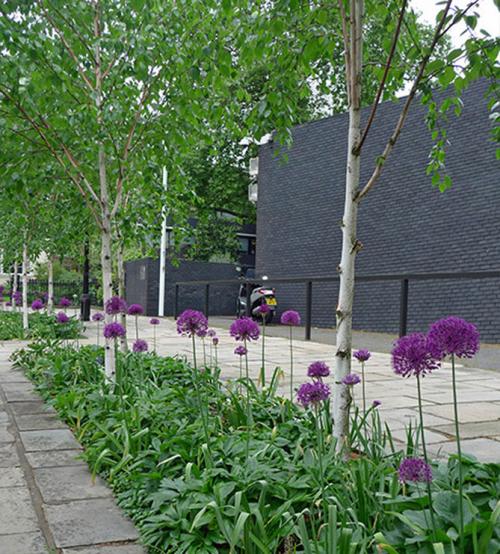 Декоративные лиственные деревья для сада. Декоративные деревья для сада – названия, описания, фото