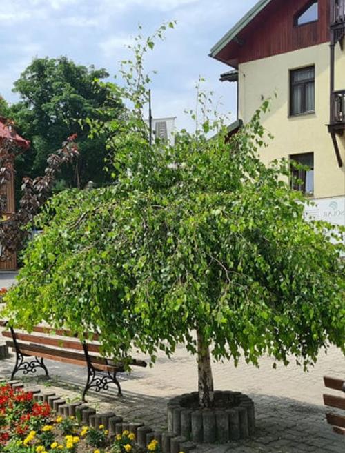 Декоративные лиственные деревья для сада. Декоративные деревья для сада – названия, описания, фото