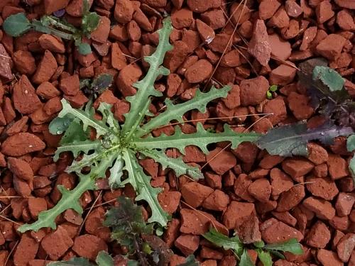 Какие существуют альтернативные способы использования соли для Борьбы с сорняками. Как уничтожить сорняки с помощью соли