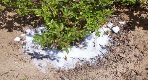 Уничтожение сорняков с помощью соли: эффективные методы 01 Уничтожение сорняков с помощью соли: эффективные методы 01