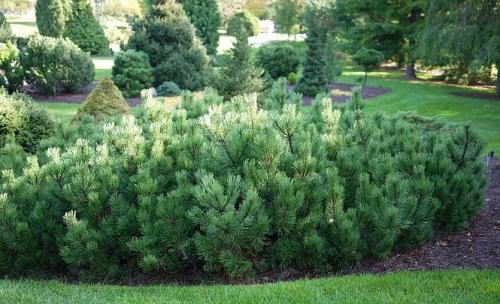 Что посадить во дворе частного дома. Растения для городских условий. Кто самый выносливый?