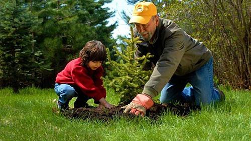 Какие деревья можно сажать возле дома по Фен-Шуй. Деревья возле дома по Фен-Шуй