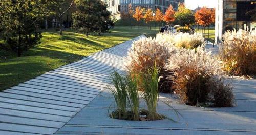 Что посадить во дворе частного дома. Растения для городских условий. Кто самый выносливый?