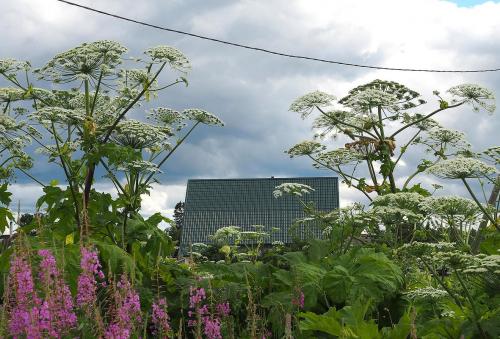 Можно ли использовать травы и растения для борьбы с сорняками и как это сделать. Препятствуют развитию растений