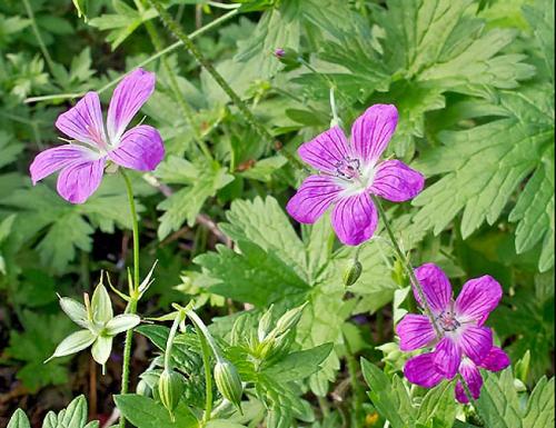 Как красиво посадить герань на улице. Герань садовая в ландшафтном дизайне —, как красиво посадить цветы на клумбе