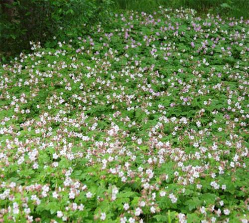 Герань в открытом грунте. Описание растения