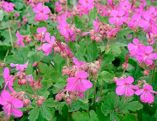 Как красиво посадить герань на улице. Герань садовая в ландшафтном дизайне —, как красиво посадить цветы на клумбе