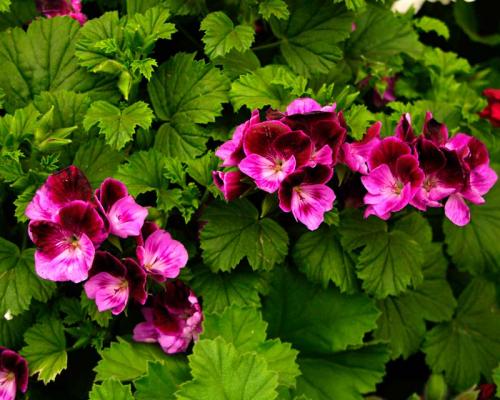 Королевская герань в открытом грунте. Сорта и виды