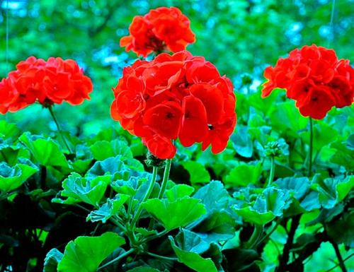 Как красиво посадить герань на улице. Герань садовая в ландшафтном дизайне —, как красиво посадить цветы на клумбе