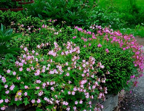Как красиво посадить герань на улице. Герань садовая в ландшафтном дизайне —, как красиво посадить цветы на клумбе