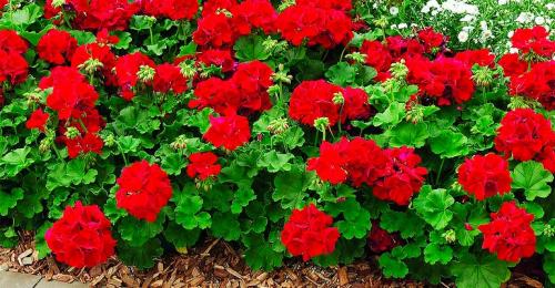 Как красиво посадить герань на улице. Герань садовая в ландшафтном дизайне —, как красиво посадить цветы на клумбе