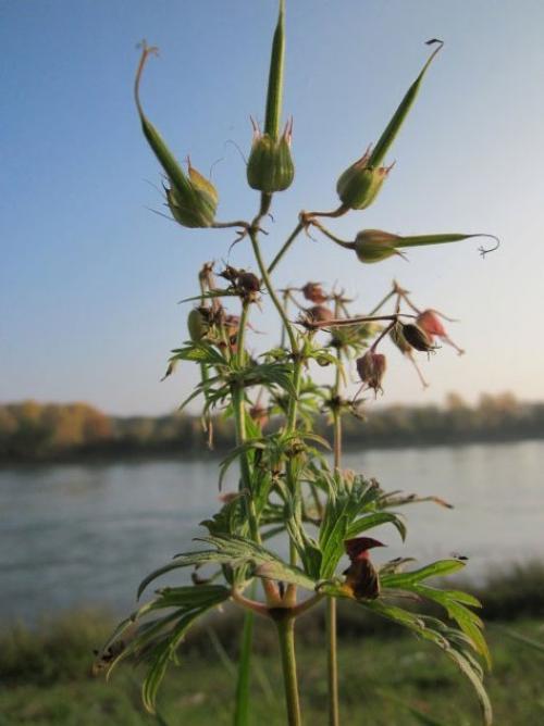 Герань в открытом грунте. Описание растения