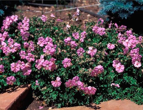 Как красиво посадить герань на улице. Герань садовая в ландшафтном дизайне —, как красиво посадить цветы на клумбе