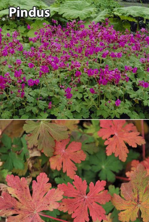 Герань в открытом грунте. Описание растения