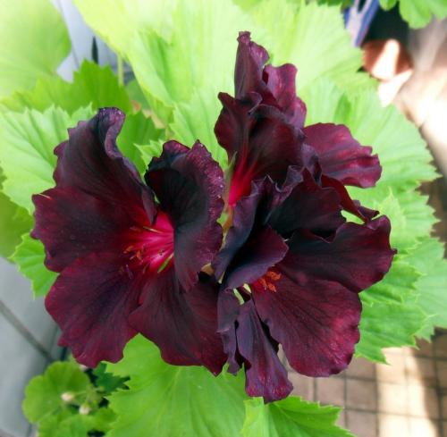 Королевская герань в открытом грунте. Сорта и виды