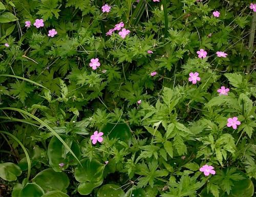 Как красиво посадить герань на улице. Герань садовая в ландшафтном дизайне —, как красиво посадить цветы на клумбе