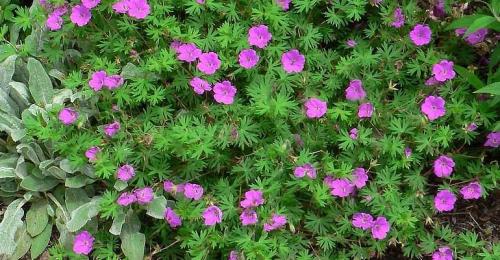 Как красиво посадить герань на улице. Герань садовая в ландшафтном дизайне —, как красиво посадить цветы на клумбе