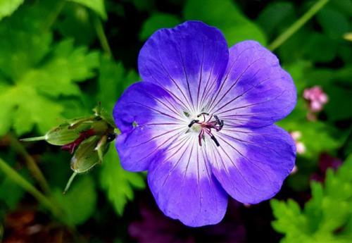 Герань в открытом грунте. Описание растения