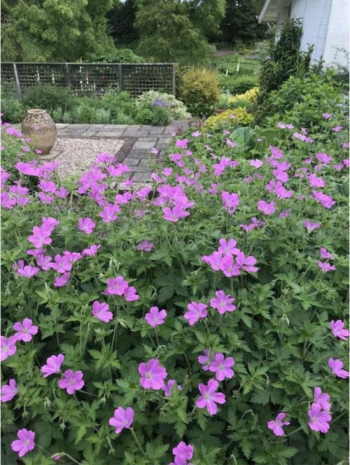 Герань в открытом грунте. Описание растения