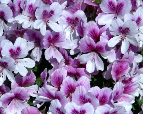 Королевская герань в открытом грунте. Сорта и виды