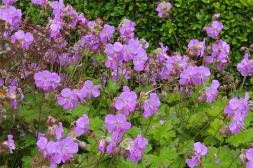 Герань в открытом грунте. Описание растения