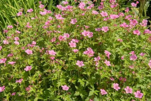 Герань в открытом грунте. Описание растения