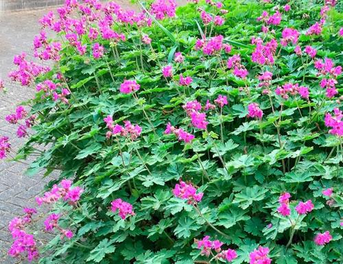 Как красиво посадить герань на улице. Герань садовая в ландшафтном дизайне —, как красиво посадить цветы на клумбе