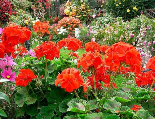 Как красиво посадить герань на улице. Герань садовая в ландшафтном дизайне —, как красиво посадить цветы на клумбе