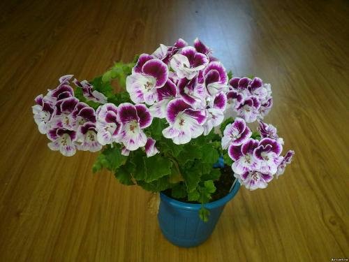 Королевская герань в открытом грунте. Сорта и виды