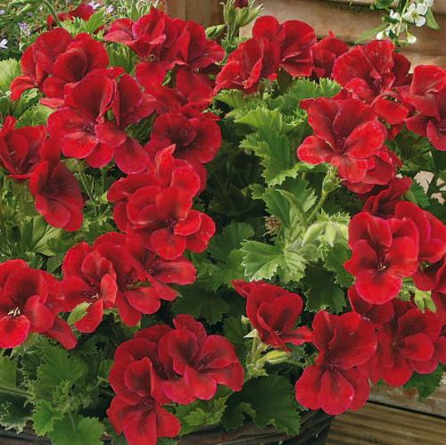 Королевская герань в открытом грунте. Сорта и виды