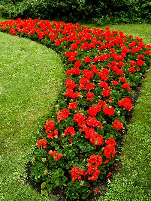 Как красиво посадить герань на улице. Герань садовая в ландшафтном дизайне —, как красиво посадить цветы на клумбе