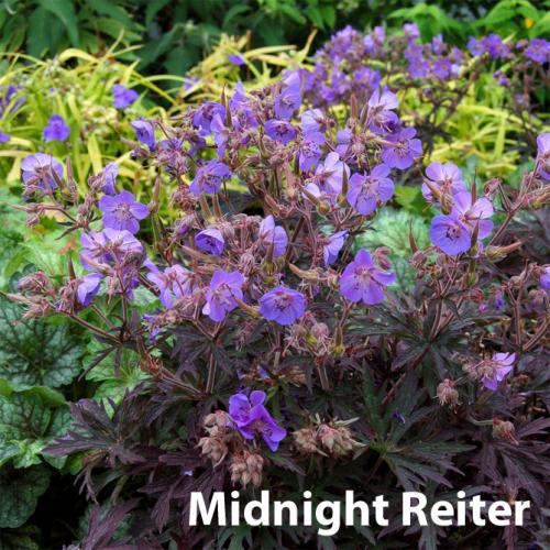 Герань в открытом грунте. Описание растения