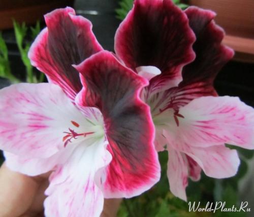 Королевская герань в открытом грунте. Сорта и виды