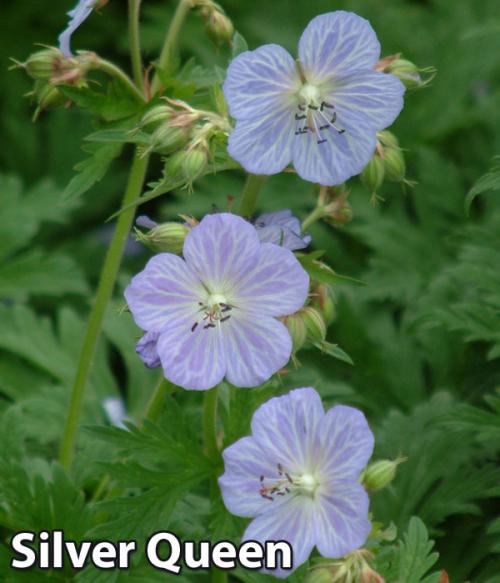 Герань в открытом грунте. Описание растения