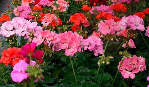 Как красиво посадить герань на улице. Герань садовая в ландшафтном дизайне —, как красиво посадить цветы на клумбе