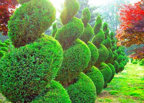 Какие деревья и кустарники посадить возле дома. Растения для городских условий. Кто самый выносливый? 08 Какие деревья и кустарники посадить возле дома. Растения для городских условий. Кто самый выносливый? 08