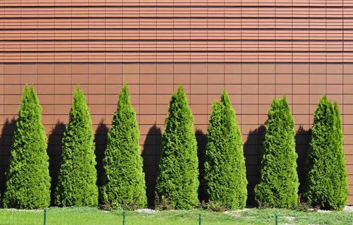 Какие деревья и кустарники посадить возле дома. Растения для городских условий. Кто самый выносливый? 10 Какие деревья и кустарники посадить возле дома. Растения для городских условий. Кто самый выносливый? 10