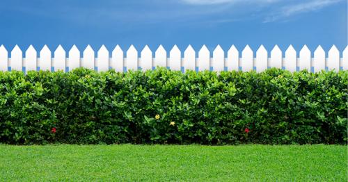 Какие деревья и кустарники посадить возле дома. Растения для городских условий. Кто самый выносливый? 07 Какие деревья и кустарники посадить возле дома. Растения для городских условий. Кто самый выносливый? 07