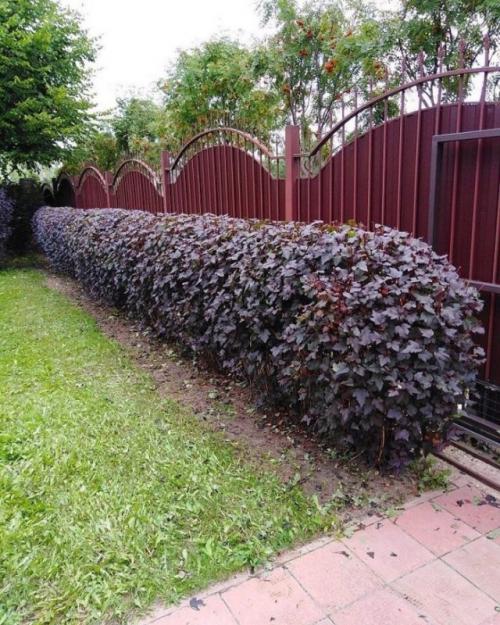 Какие кустарники посадить во дворе. Советы по выбору кустарников для разных регионов